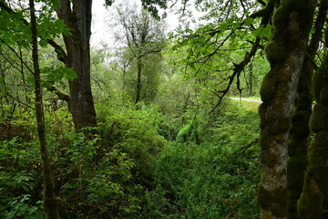 forest in the morning
