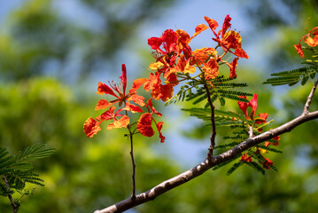 Flower of Flamboyant, Delonix regia is a species of flowering plant in the bean family Fabaceae and common name is royal poinciana, phoenix flower, flame of the forest, or flame tree.