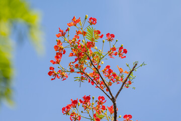 Flower of Flamboyant, Delonix regia is a species of flowering plant in the bean family Fabaceae and common name is royal poinciana, phoenix flower, flame of the forest, or flame tree.