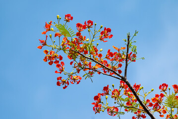Flower of Flamboyant, Delonix regia is a species of flowering plant in the bean family Fabaceae and common name is royal poinciana, phoenix flower, flame of the forest, or flame tree.