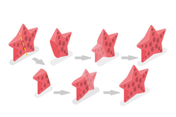 3D Isometric Flat  Conceptual Illustration of Starfish Regeneration, Asexual Reproduction - obrazy, fototapety, plakaty
