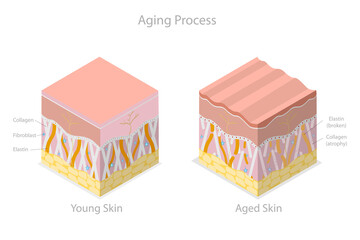 3D Isometric Flat  Conceptual Illustration of Aging Process, Skin Age-related Changes