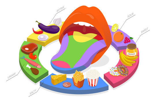 3D Isometric Flat  Conceptual Illustration of Human Five Tastes, Tongue Receptor Zones