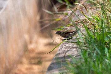 Obraz premium Bird perched on grass, Javan Munia, The white bellied munia, Lonchura leucogaster is a species of estrildid finch