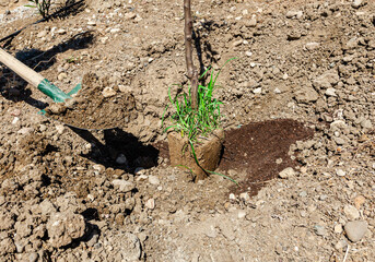 Fruit tree planting. Planting seedlings and using soil with a shovel. Tree sapling planting 