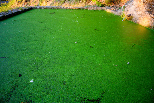 Water pond filled with green sapina algae for amphibian habitat