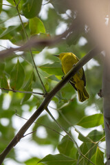 The common iora, Aegithina tiphia is a small passerine bird found across the tropical Indian...
