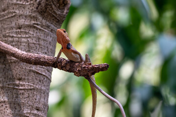 Calotes versicolor, The oriental garden lizard, eastern garden lizard, Indian garden lizard, common garden lizard, bloodsucker,  or changeable lizard is an agamid lizard found widely distributed in in