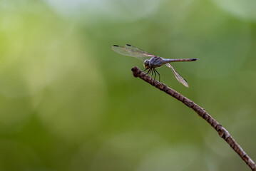 Dragonfly on a branch, Acisoma panorpoides, the Asian pintail, trumpet tail, or grizzled pintail, is a species of dragonfly in the family Libellulidae.