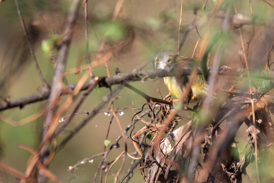 Yellow Bellied Prinia, Prinia flaviventris on bush