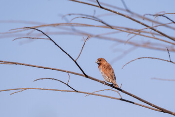 The scaly breasted munia or spotted munia perching on branch, Lonchura punctulata, known as nutmeg mannikin or spice finch, is a sparrow sized estrildid finch 