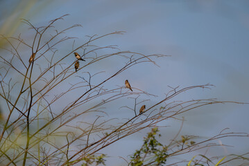 The scaly breasted munia or spotted munia perching on branch, Lonchura punctulata, known as nutmeg mannikin or spice finch, is a sparrow sized estrildid finch 