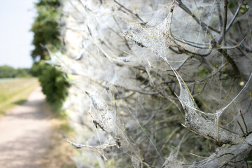 Tree Enveloped in Spiderweb

Description: Capture the ethereal beauty of a tree shrouded in a...