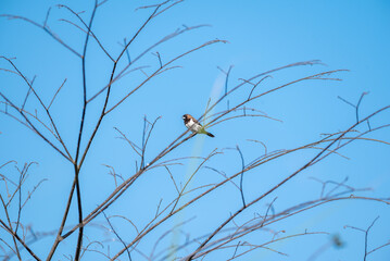 Javan Munia, The white bellied munia, Lonchura leucogastra is a species of estrildid finch