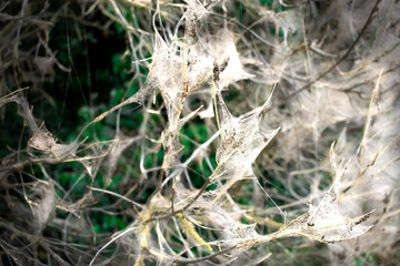 Tree Enveloped in Spiderweb

Description: Capture the ethereal beauty of a tree shrouded in a delicate spiderweb. The intricate web and natural light create a mesmerizing, mysterious visual, perfect f