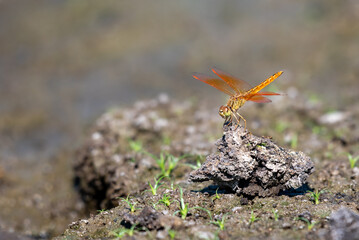 Brachythemis contaminata, ditch jewel,is a species of dragonfly in the family Libellulidae. It is found in many Asian countries include Indonesia