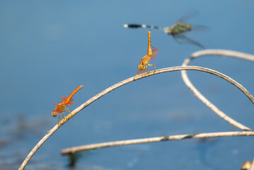 Brachythemis contaminata, ditch jewel,is a species of dragonfly in the family Libellulidae. It is...