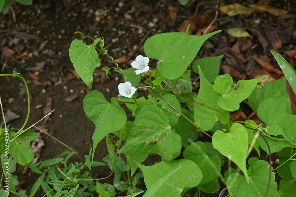 Poster whitestar / pitted morning-glory (ipomoea lacunosa) flowers. convolvulaceae annual vine native to no