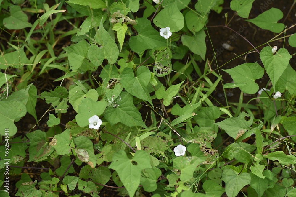 Poster Whitestar / Pitted morning-glory (Ipomoea lacunosa) flowers. Convolvulaceae annual vine native to North America. Small white flowers bloom on roadsides from July to September.