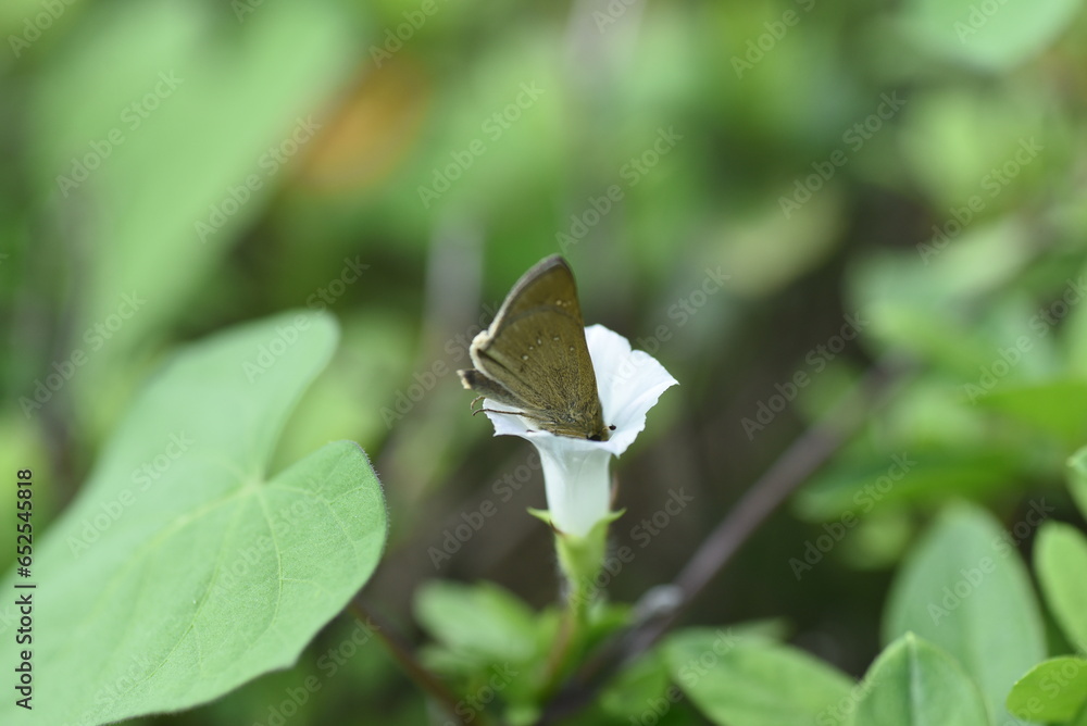 Wall mural Whitestar / Pitted morning-glory (Ipomoea lacunosa) flowers. Convolvulaceae annual vine native to North America. Small white flowers bloom on roadsides from July to September.