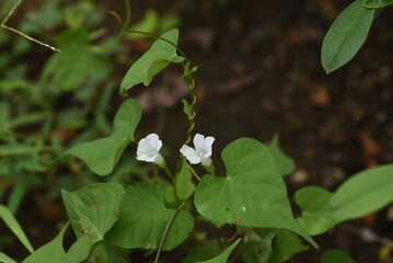 Whitestar / Pitted morning-glory (Ipomoea lacunosa) flowers. Convolvulaceae annual vine native to...