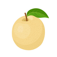Vector illustration, Pyrus pyrifolia, known as Japanese pear or Chinese pear, isolated on white background.