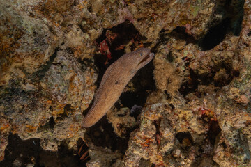 Moray eel Mooray lycodontis undulatus in the Red Sea, Eilat Israel
