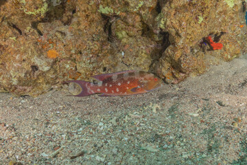 Fish swimming in the Red Sea, colorful fish, Eilat Israel
