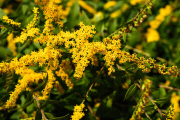 yellow flowers in spring