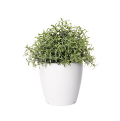 Artificial potted rosemary on white background. Home decor
