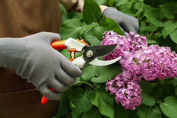 Gardener pruning lilac branch with secateurs outdoors, closeup - obrazy, fototapety, plakaty