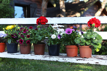 Fototapeta na wymiar Different beautiful potted flowers on weathered white wooden bench in garden