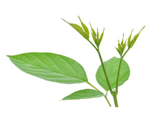 Broken Bones Tree  transparent png