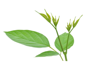 Broken Bones Tree  transparent png