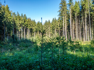 Wiederaufforstung im Mischwald