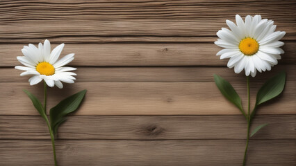 Obraz premium white daisy flowers on wooden copy space background