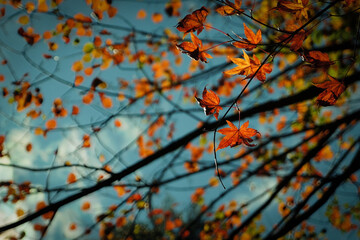 Orange-red maple leaves in the autumn season