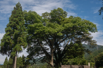 国道沿いの欅の古木