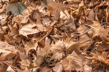 Many dry autumn leaves outdoors in nature.