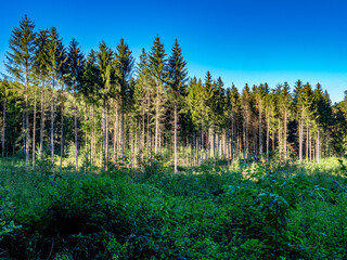 Wiederaufforstung im Mischwald