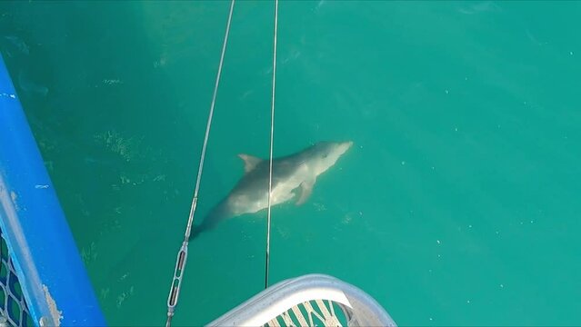 Lone dolphin leading boat in Shark Bay Western Australia