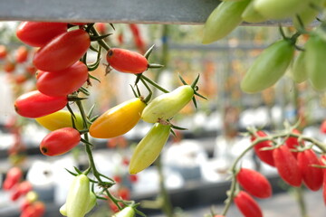 Tomato farming. Many tomato plants in greenhouse with Delicious cherry Tomatoes. Agricultural farm growing natural vegetables for sale in organic department stores and village fairs