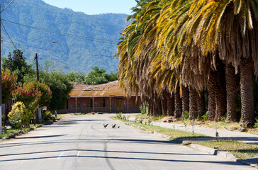 Street view with palms and a ruined colonial house