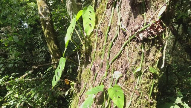 Green Philodendron vine leaves climb up forest tree in Central America
