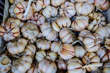 garlic is widely available in the market