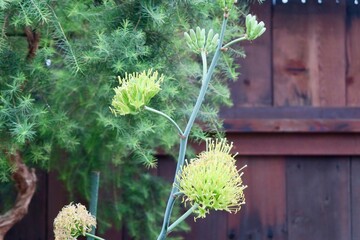 開花したアガベの花