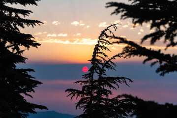 pine tree sunset 