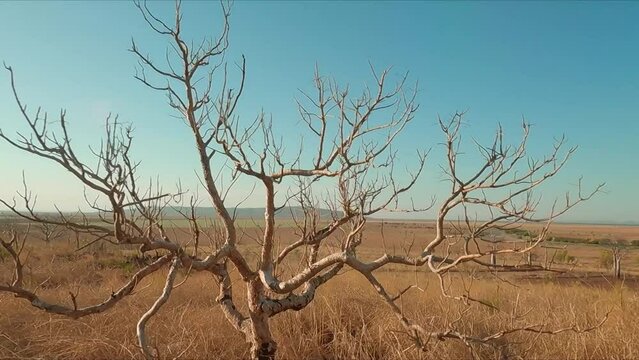 Tree in the middle of nowhere driving along Western Australian state highway through red earth