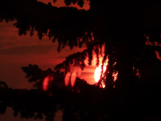 Unique Bloody Red Sunrise behind a pine tree