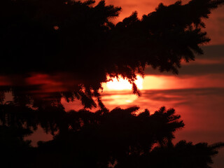 Unique Bloody Red Sunrise behind a pine tree